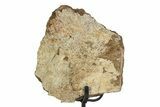 Fossil Sauropod Scapula Section with Metal Stand - Colorado #350604-1